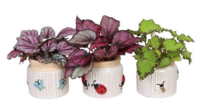 BEGONIA MIX P6 L 66636