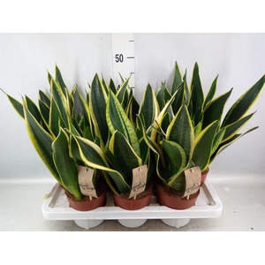 Sansevieria trifa. 'Futura Superba'