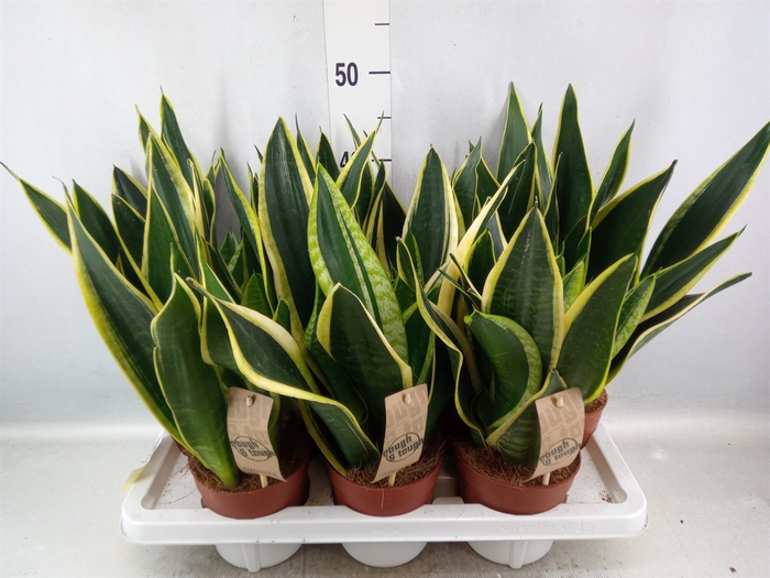 <h4>Sansevieria trifa. 'Futura Superba'</h4>