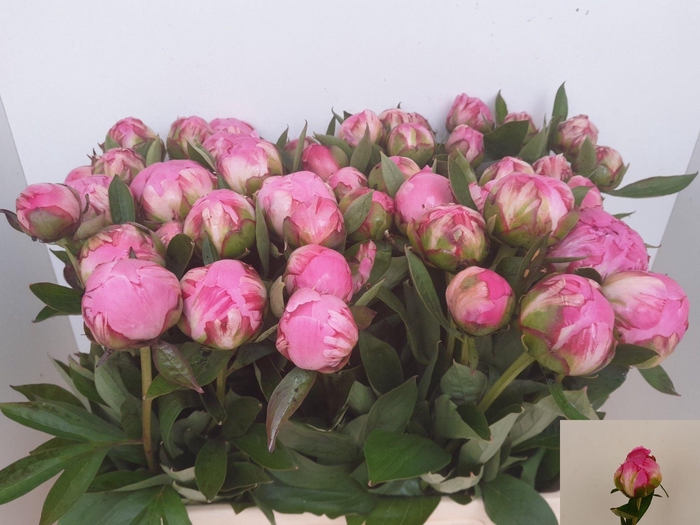 <h4>PAEO L ALEX FLEMING</h4>