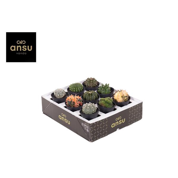 <h4>Special Cactus Mix in sierpot</h4>