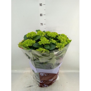 Hydrangea mac. 'Hi Fire'