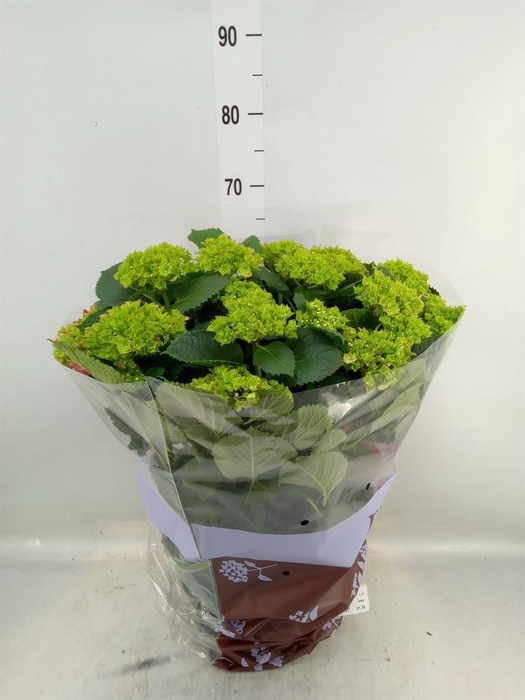 <h4>Hydrangea mac. 'Hi Fire'</h4>
