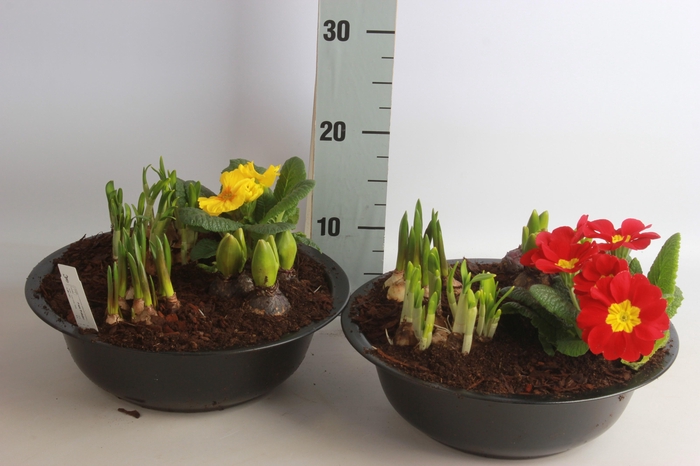 <h4>ARR BOL KNOLGEWAS</h4>