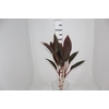 FOLHAGEM DRACENA RUBRA VINHO