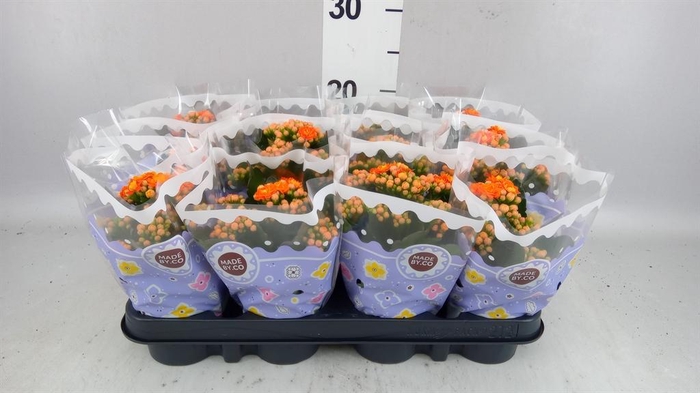 <h4>Kalanchoe blos. 'Demeter'</h4>