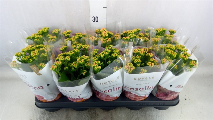 <h4>Kalanchoe blos. 'RosDon Pedro'</h4>