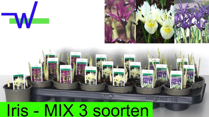 <h4>IRIS RET GEM 3 KL</h4>