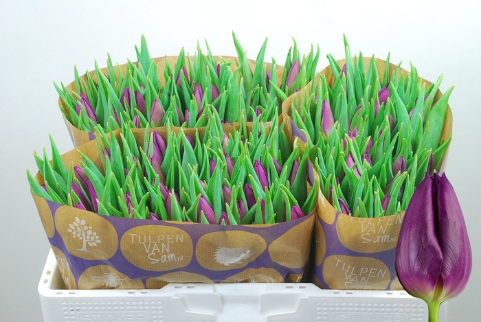 <h4>TU EN LAPTOP</h4>