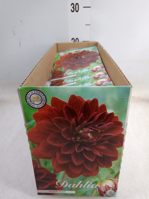 <h4>Dahlia   ...flowerbulbs</h4>