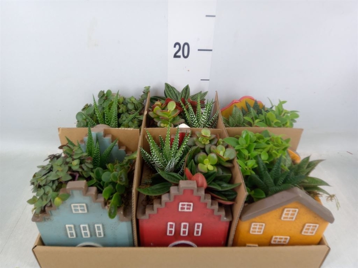 <h4>Arr.   Kamerplant Groen L%</h4>