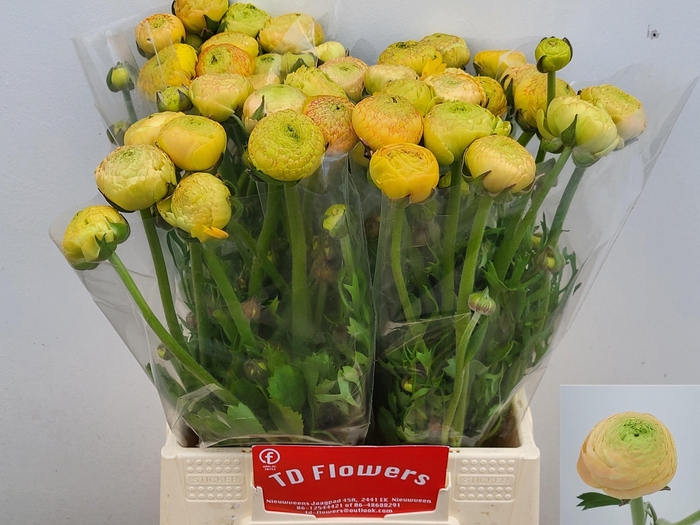 <h4>Ran Aazur Champagne</h4>