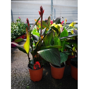 Canna gemengd