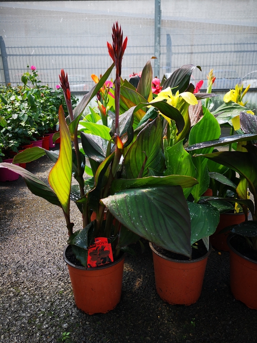 <h4>Canna gemengd</h4>