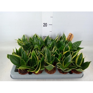 Sansevieria trifa. 'Hahnii'