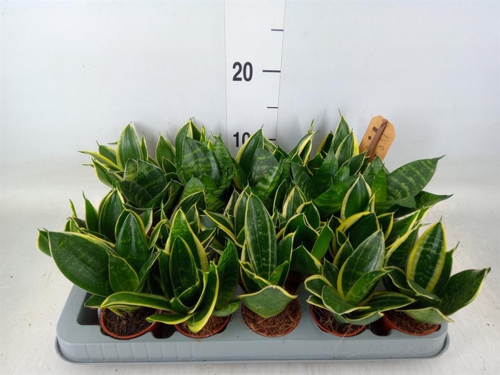 <h4>Sansevieria trifa. 'Hahnii'</h4>