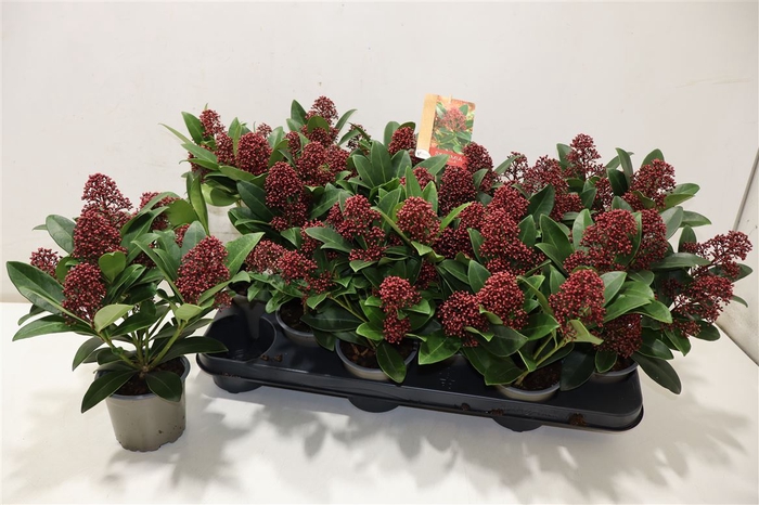 <h4>Skim J Rubella</h4>