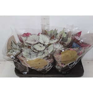 BEGONIA BELEAF P15 PO