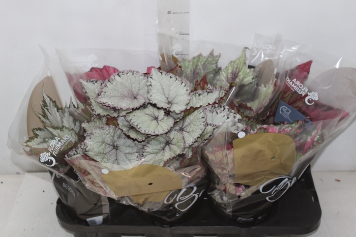 <h4>BEGONIA BELEAF P15 PO</h4>