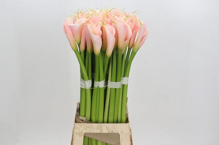 Zantedeschia Eydolls Salmon