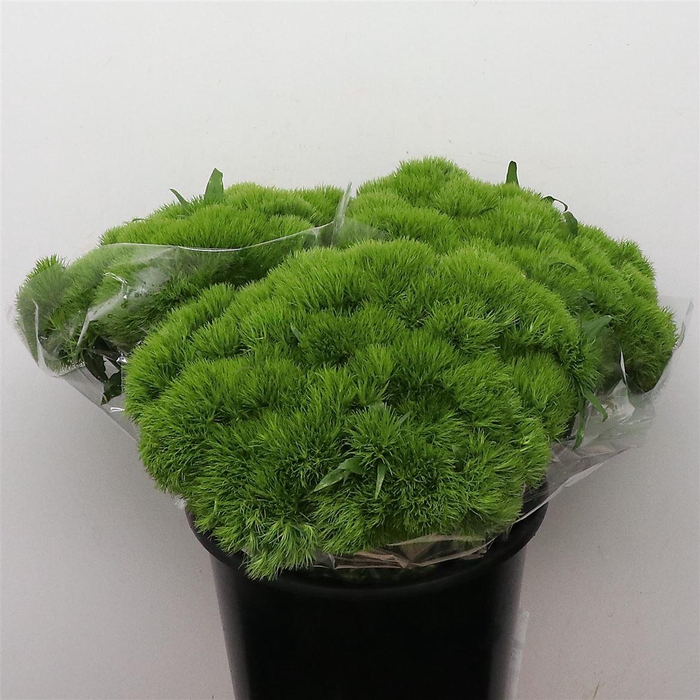 <h4>Di Barb Green Trick (x30 In Hoes)</h4>