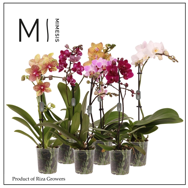 <h4>Mimesis Phal. Mix - 1 spike 9cm</h4>