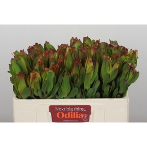 LEUCAD LAUREL YELLOW