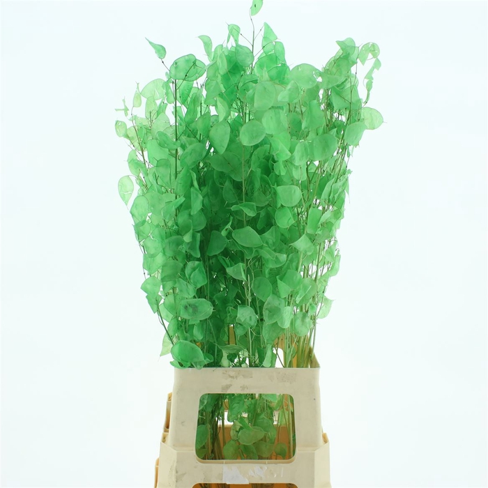 <h4>Dried Lunaria Bleached Mint Green Bs</h4>