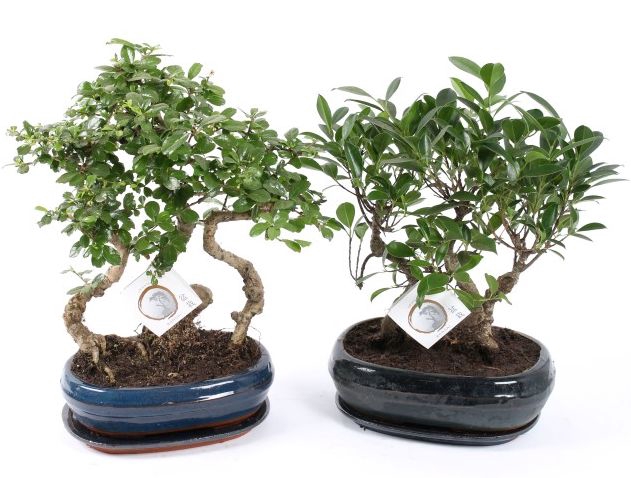 <h4>Bonsai Gemengd Forest Keramiek</h4>