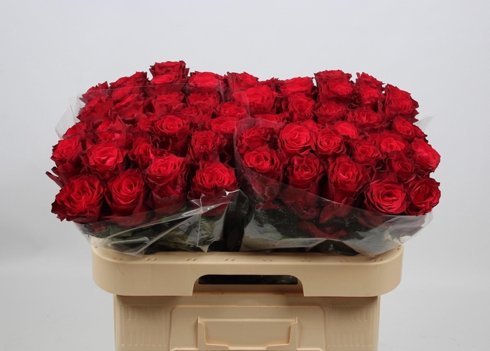 <h4>R GR RHODOS</h4>