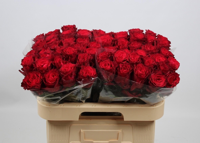 <h4>R GR RHODOS</h4>