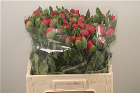 <h4>Paeo L Belgravia</h4>