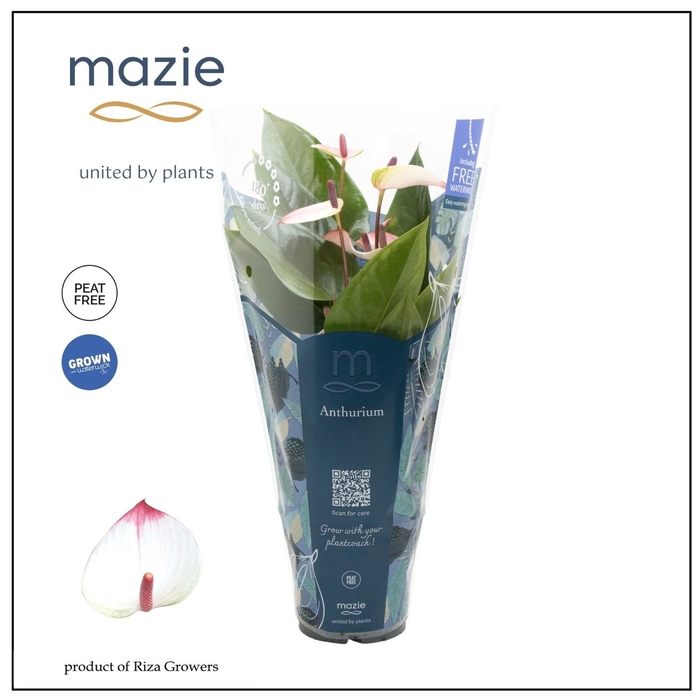 arr8 Anthu A Lipa Pi Mini