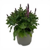 Salvia nemorosa Sensation Deep Rose