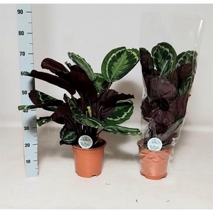 Calathea Medallion 21Ø 80cm