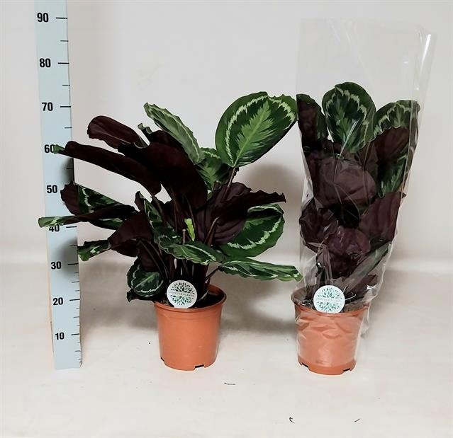 Calathea Medallion 21Ø 80cm