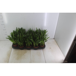 ARECA BAMBU P11