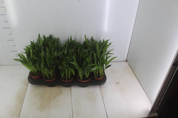 <h4>ARECA BAMBU P11</h4>