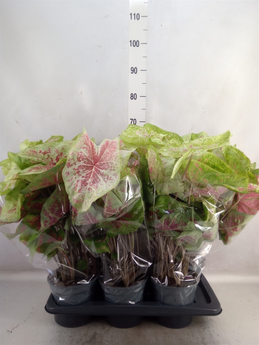 <h4>Caladium  'Raspberry Moon'</h4>