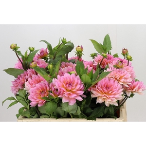DAHLIA  'SEBASTIAN'