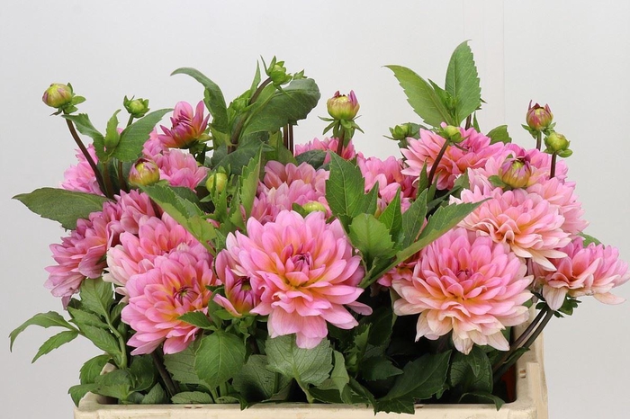 <h4>DAHLIA  'SEBASTIAN'</h4>