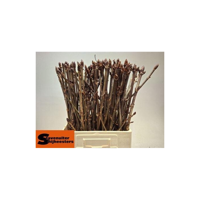 <h4>Aesculus Hippoc Tak</h4>