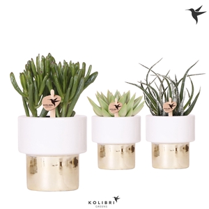 Kolibri Greens Succulenten mix in Lush pot gold