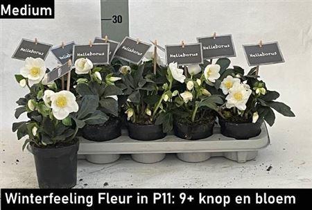 Hell Ni Winter Fleur 9+ Medium