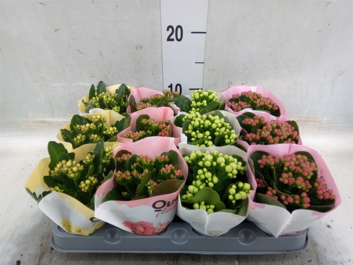 <h4>Kalanchoe blos.   ..rosebud mix  4</h4>