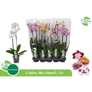 PHAL GEM