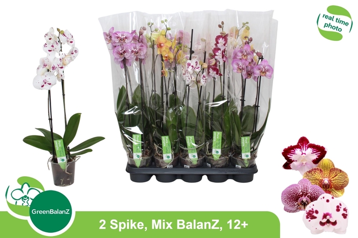 <h4>PHAL GEM</h4>