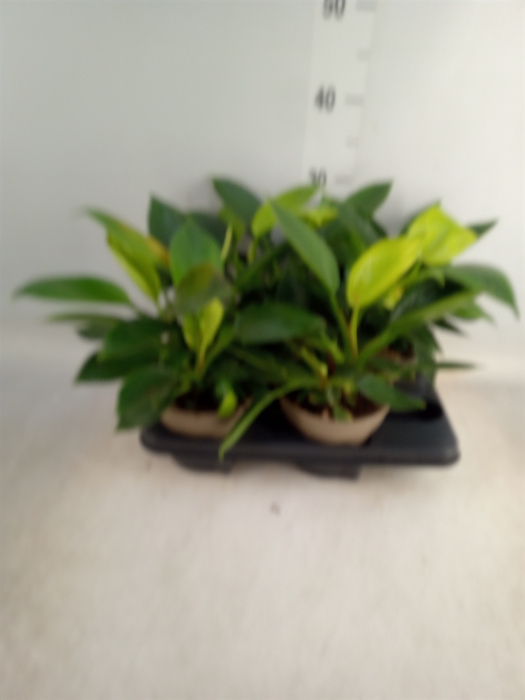 <h4>Philodendron  'Green Princess'</h4>