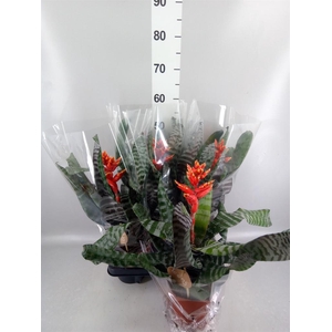 Aechmea   ...