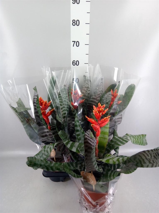 <h4>Aechmea ...</h4>